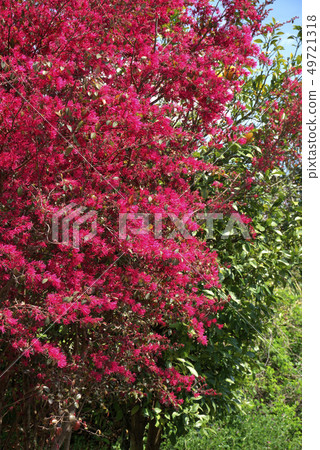 紅花Tokiwamansaku 49721318