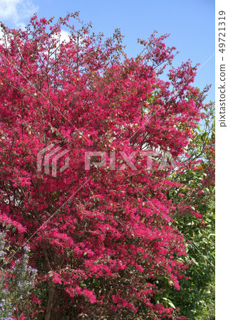 紅花Tokiwamansaku 49721319