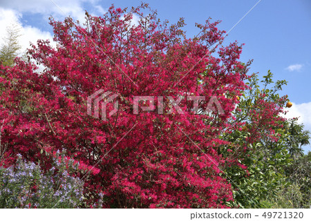 Safflower Tokiwamansaku Safflower Tokiwamansaku 49721320