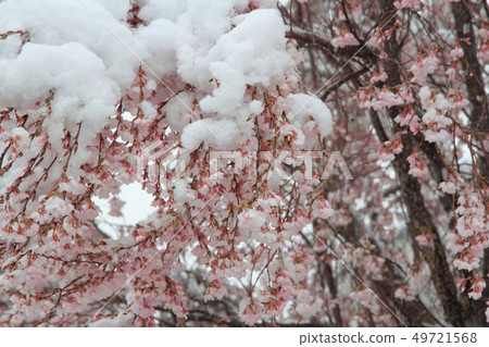 雪櫻樹2019年4月10日 雪櫻樹2019年4月10日 49721568