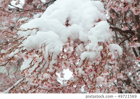 雪櫻樹2019年4月10日 雪櫻樹2019年4月10日 49721569