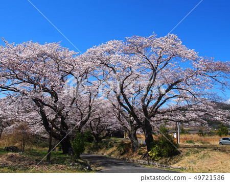 石岡櫻花和煤礦遺址 49721586