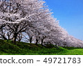 Cherry blossom trees in Nagawa 49721783