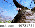 Blue sky and cherry blossoms 49721784