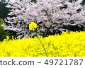 Rape blossoms 49721787
