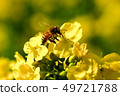 Rape blossoms and bees 49721788