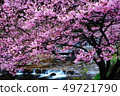 Kawazu cherry tree 49721790