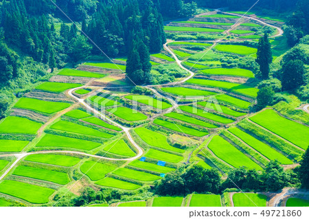 京畿道的梯田（7月） 49721860