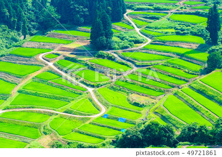 京畿道的梯田（7月） 49721861