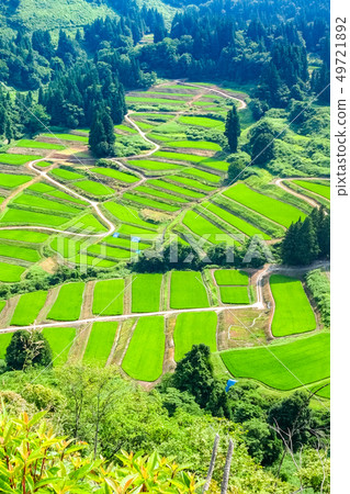 Terraced rice fields in Gyeongchi (July) 49721892