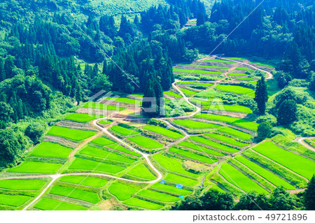 京畿道的梯田（7月） 49721896