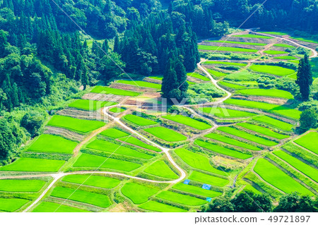 京畿道的梯田(7月) 京畿道的梯田(7月) 49721897