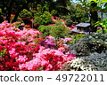 Azalea of Ukitake Kou orchard 49722011
