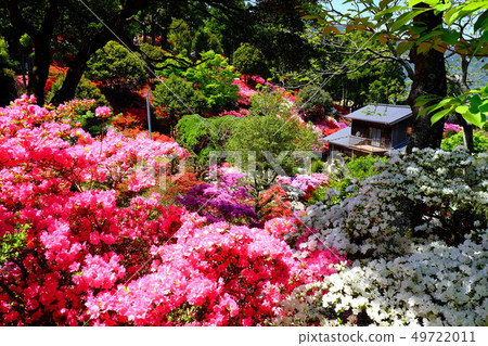 Ukitake Kou果園的杜鵑花 49722011