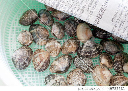 Clam removal, sand removal, clams, clams 49722381