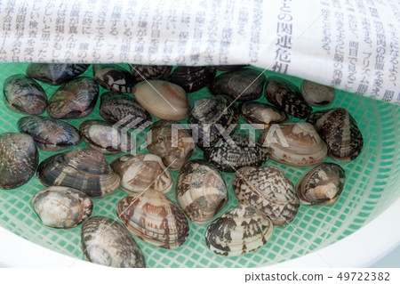 Clam removal, sand removal, clams, clams Clam removal, sand removal, clams, clams 49722382