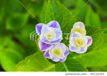 Hydrangea Hydrangea 49722493