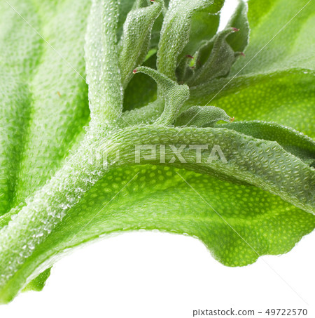Ice plant 49722570