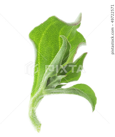 Ice plant 49722571