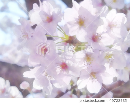 Cherry tree in full bloom  49722585