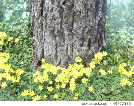 Spring flower bed 49722586