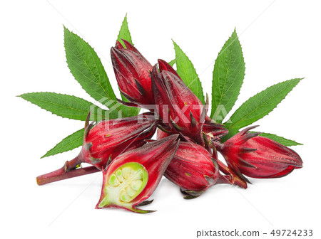 fresh roselle with leaf isolated on white fresh roselle with leaf isolated on white 49724233