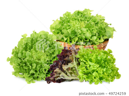 fresh red and green oak lettuce in the bamboo fresh red and green oak lettuce in the bamboo 49724259