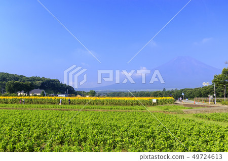 Mount Fuji and sunflower 49724613