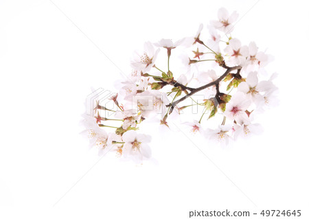 櫻花 櫻花 49724645