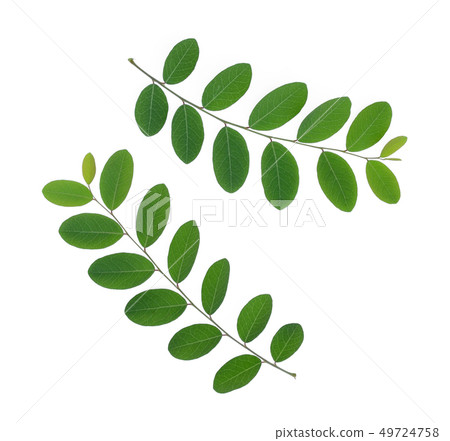 green leaves isolated on white background, flat 49724758