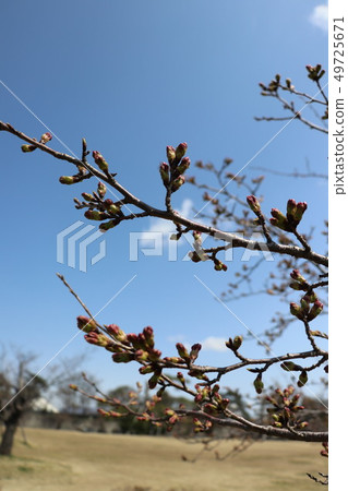 Cherry tree and bud close to flowering Cherry tree and bud close to flowering 49725671