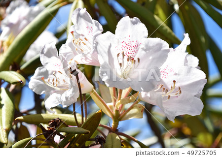 Hosoba Shakunage (Feeled Stone Flower) 49725705