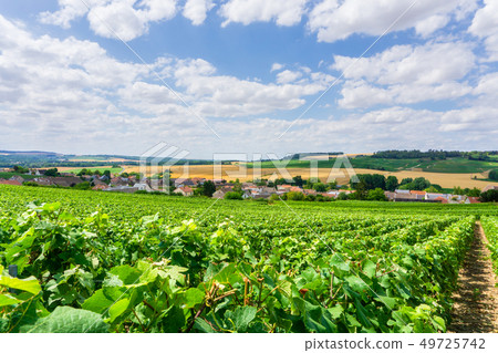 Row vine grape in champagne vineyards Row vine grape in champagne vineyards 49725742