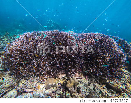 beautiful coral in diving spot Surin island beautiful coral in diving spot Surin island 49725807