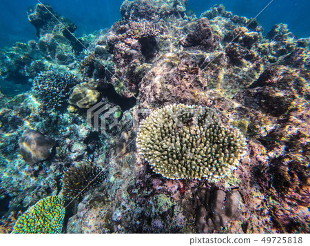 beautiful coral in diving spot Surin island beautiful coral in diving spot Surin island 49725818