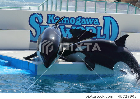 Kamogawa Seaworld, killer whale, 鯱 Kamogawa Seaworld, killer whale, 鯱 49725903
