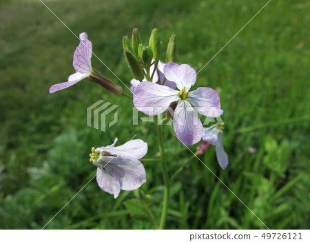 蘿蔔花 蘿蔔花 49726121