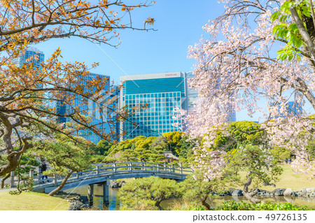 櫻花和Shiodome摩天大樓風景在春天Hamarikyu日本庭院裡 49726135