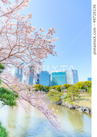 櫻花和Shiodome摩天大樓風景在春天Hamarikyu日本庭院裡 49726136