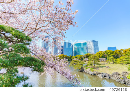 櫻花和Shiodome摩天大樓風景在春天Hamarikyu日本庭院裡 49726138