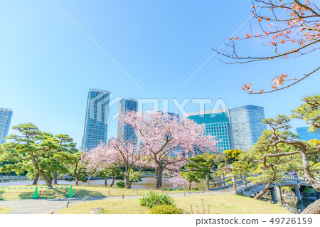 Scenery of cherry blossoms and Shiodome skyscrapers in the spring Hamarikyu Garden of Japan Scenery of cherry blossoms and Shiodome skyscrapers in the spring Hamarikyu Garden of Japan 49726159