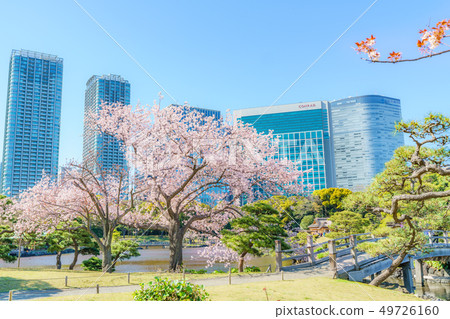 Scenery of cherry blossoms and Shiodome skyscrapers in the spring Hamarikyu Garden of Japan Scenery of cherry blossoms and Shiodome skyscrapers in the spring Hamarikyu Garden of Japan 49726160