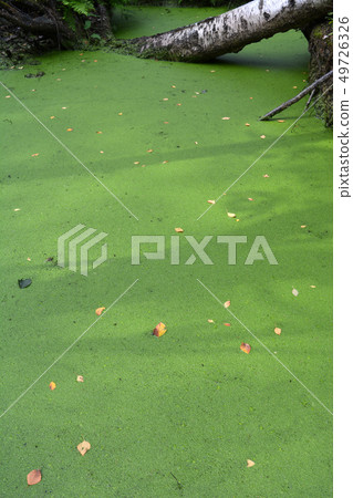Swampy forest and green pond water with duckweeds 49726326