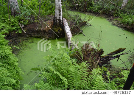 Swampy birch forest and green pond water with duckweeds 49726327