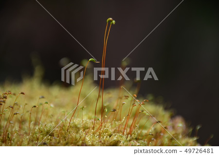Spore of moss 49726481