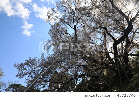 大山櫻花5317 大山櫻花5317 49726746