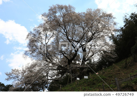 Oyama cherry tree 5379 Oyama cherry tree 5379 49726749