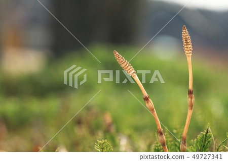 Tsushinbo 6071 49727341