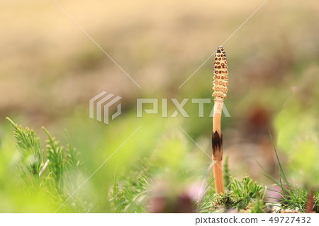 Tsukushinbo 6103 49727432