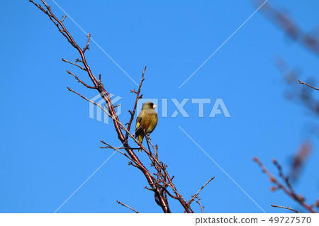 Kawarahiwa which sticks to the tree branch Kawarahiwa which sticks to the tree branch 49727570